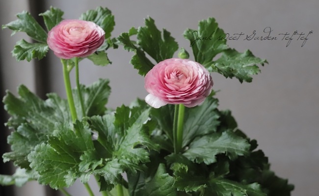 ラナンキュラス・ラックスシリーズ 『ヘラ』 綾園芸さん育種