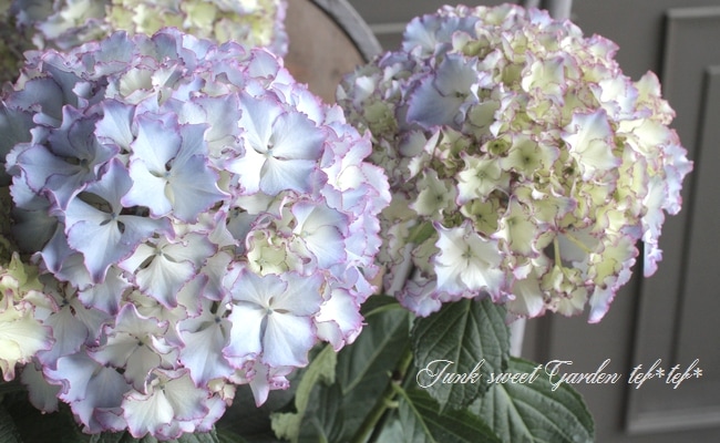 特大鉢 プレミアムあじさい レオン Flower Species アジサイ Junk Sweet Garden Tef Tef