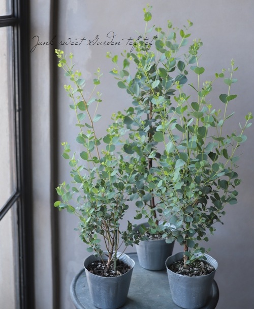 ユーカリ ディシペンス すべての商品 Junk Sweet Garden Tef Tef