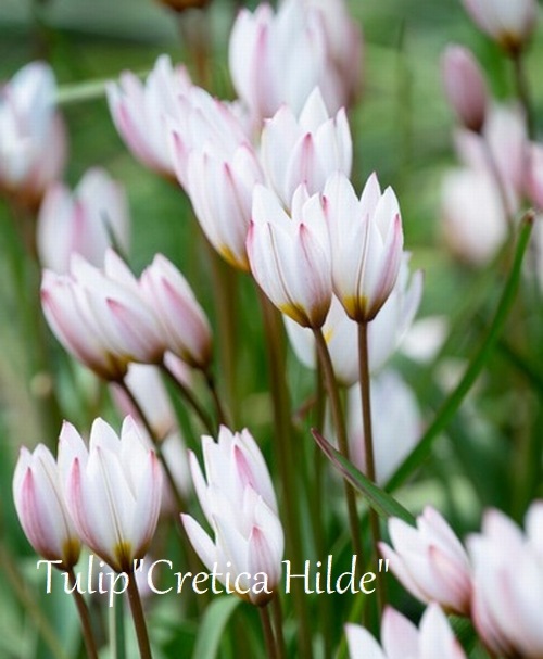 �ڵ庬�� ����ϥ磻��ɥ��塼��åס��إ���ƥ������ҥ�ǡ�