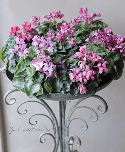 ガーデンシクラメン・ジュエリーシリーズ 『モカ』 【カール