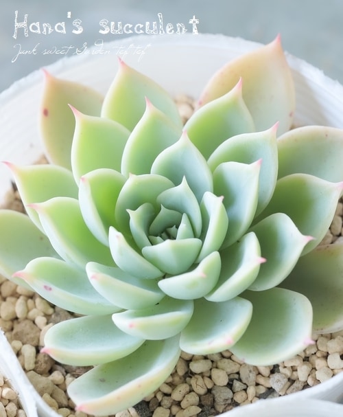 ��¿����ʪ�� �����٥ꥢ �إѥ󥸡��� �ڤϤʤ�����¿���ۡ�