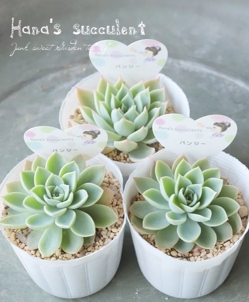 多肉植物】 エケベリア 『パンジー』 【はなちゃんの多肉】 | すべての