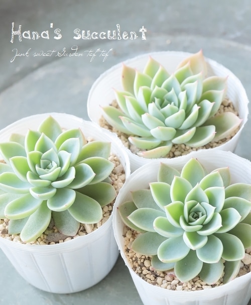 ��¿����ʪ�� �����٥ꥢ �إѥ󥸡��� �ڤϤʤ�����¿���ۡ�