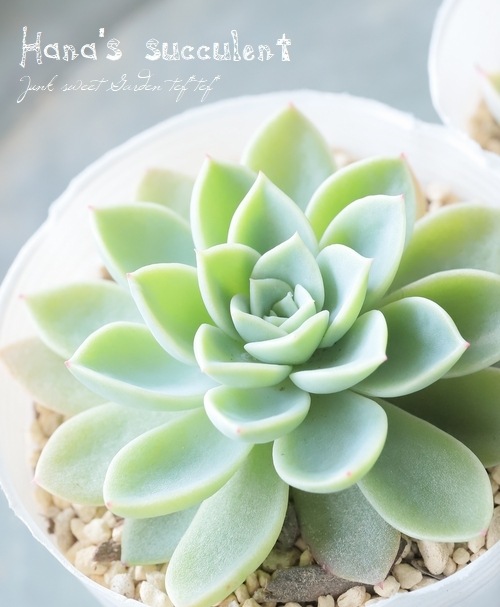 ��¿����ʪ�� �����٥ꥢ �إѥ󥸡��� �ڤϤʤ�����¿���ۡ�