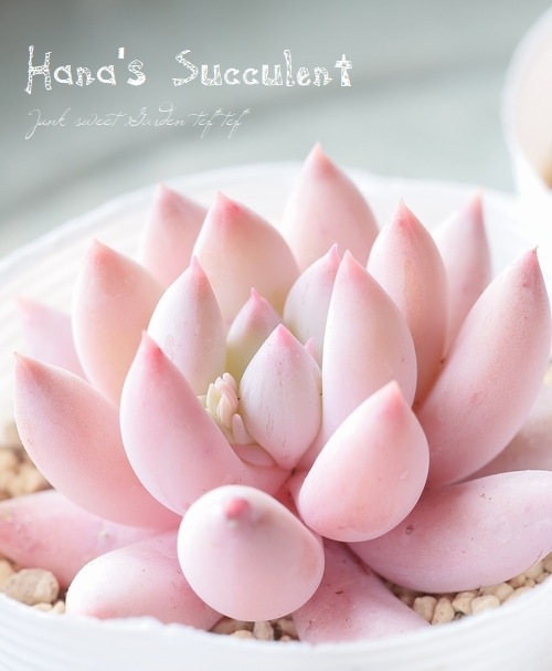 ��¿����ʪ�� �ѥ��٥ꥢ  �礭����إ��󥸥���ե��󥬡��� �ڤϤʤ�����¿���ۡ�