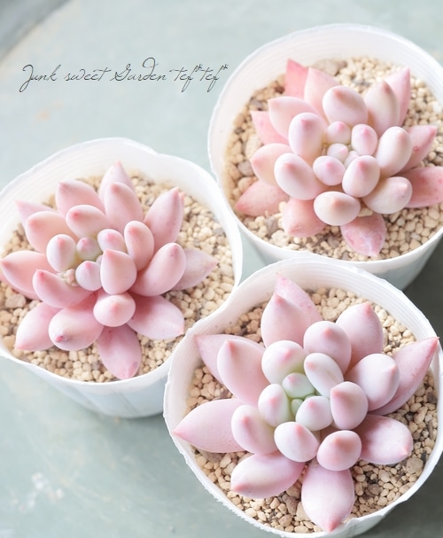 アガベ サルミアナ フェロックス バターフィンガー 斑入り 50センチ