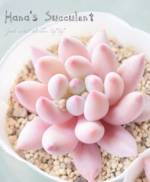 ��¿����ʪ�� �ѥ��٥ꥢ  �礭����إ��󥸥���ե��󥬡��� �ڤϤʤ�����¿���ۡ�