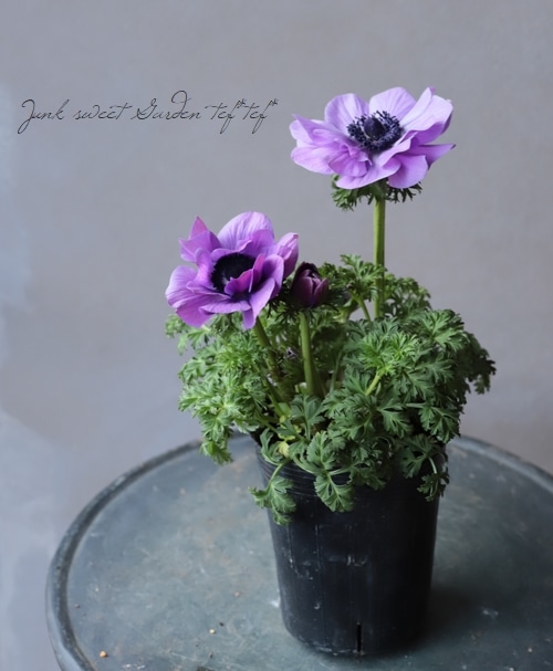 アネモネ・ポルト 『極 -きわみ-』 パープル | すべての商品