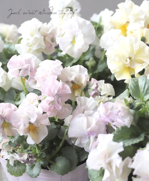 ○パンジー 『モルゲンロート』 【パステルピンク】 | すべての商品