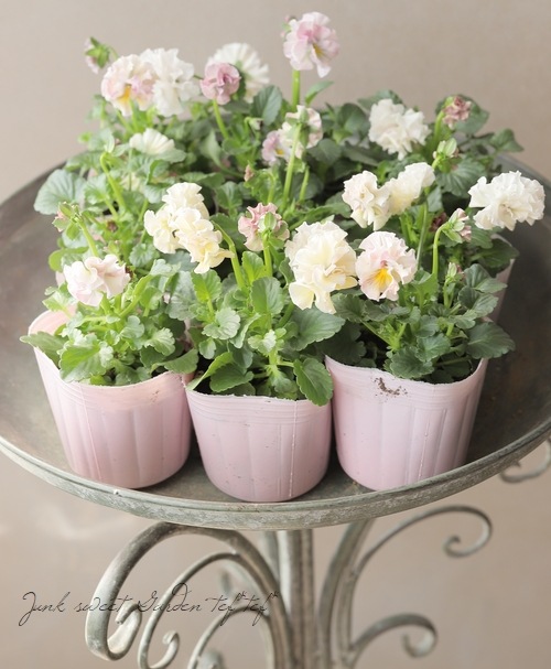 ○パンジー 『モルゲンロート』 【パステルピンク】 | すべての商品