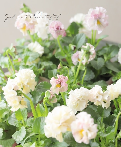 ○パンジー 『モルゲンロート』 【パステルピンク】 | すべての商品