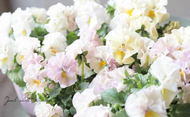 D可愛い♡パンジー♡モルゲンロート♡遊花♡3号♡ポットごと宅急便