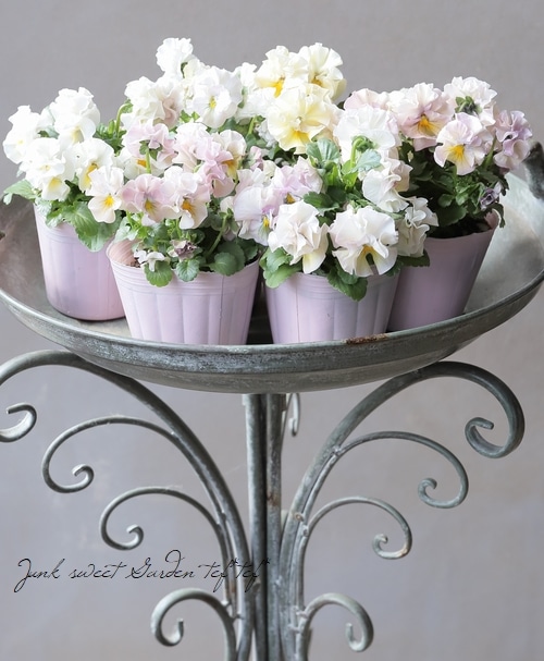 Q可愛い♡パンジー♡モルゲンロート♡遊花♡３号♡ポットごと宅急便コンパクト H可愛い♡パンジー♡モルゲンロート♡遊花♡3号♡ポットごと宅急便