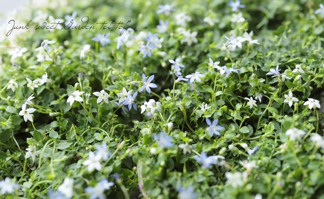 エクボソウ プラティア ローレンティア Mix植え すべての商品 Junk Sweet Garden Tef Tef