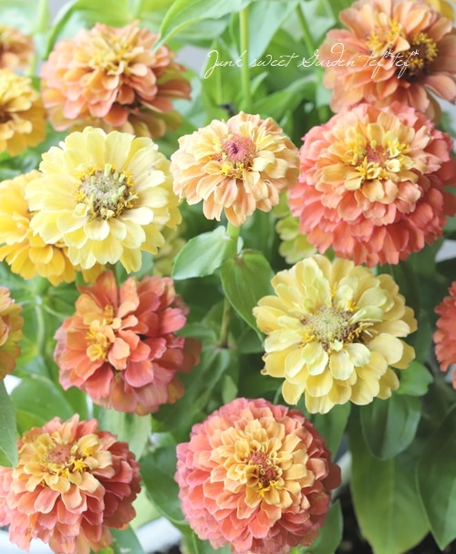 八重咲きジニア・クイーン 『ライムオレンジ』 | すべての商品