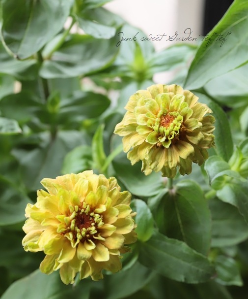 八重咲きジニア・クイーン 『ライムオレンジ』 | すべての商品