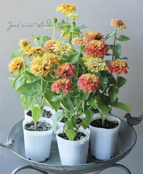 八重咲きジニア・クイーン 『ライムオレンジ』 | すべての商品