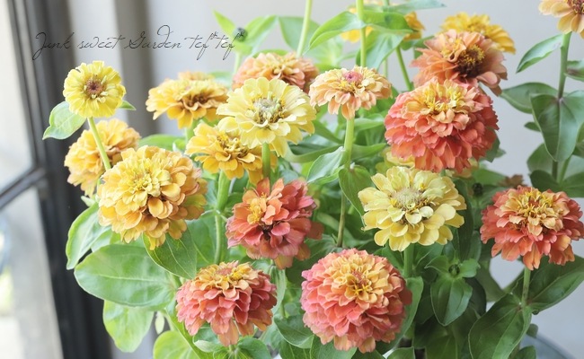 八重咲きジニア・クイーン 『ライムオレンジ』 | すべての商品