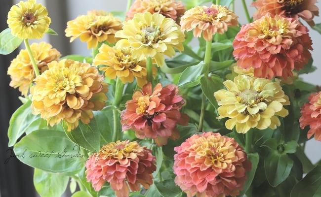 八重咲きジニア・クイーン 『ライムオレンジ』 | すべての商品