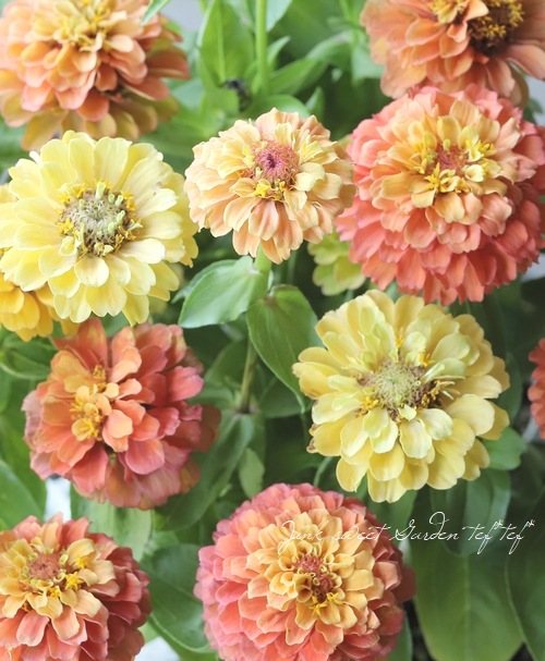 八重咲きジニア・クイーン 『ライムオレンジ』 | すべての商品