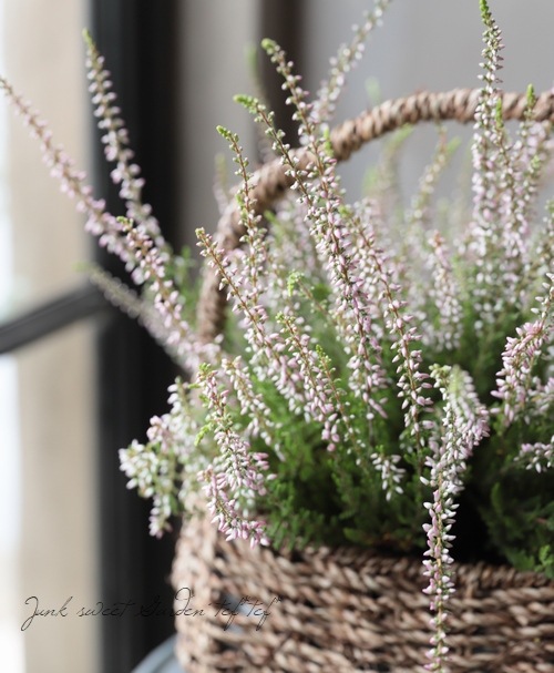 ���롼�ʡ������ǥ󥬡��륺����No.D��