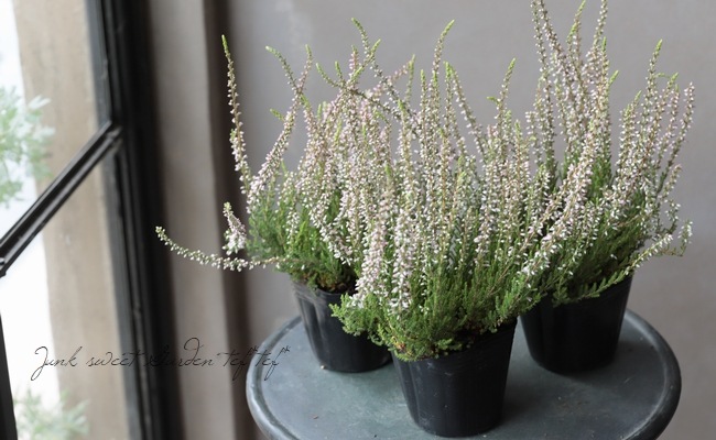 ���롼�ʡ������ǥ󥬡��륺����No.D��