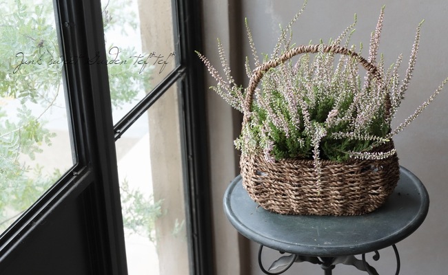 ���롼�ʡ������ǥ󥬡��륺����No.D��