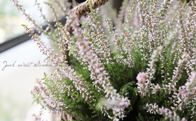 ���롼�ʡ������ǥ󥬡��륺����No.D��