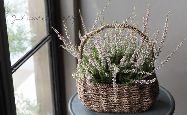 ���롼�ʡ������ǥ󥬡��륺����No.D��