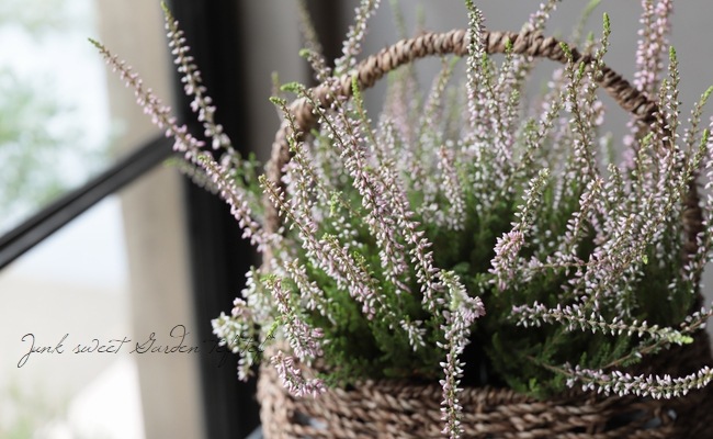 ���롼�ʡ������ǥ󥬡��륺����No.D��