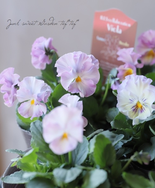 B・F・S collaboration みもとコラボビオラ 『No.13』 | すべての商品