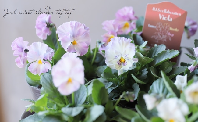 B・F・S collaboration みもとコラボビオラ 『No.13』 | すべて