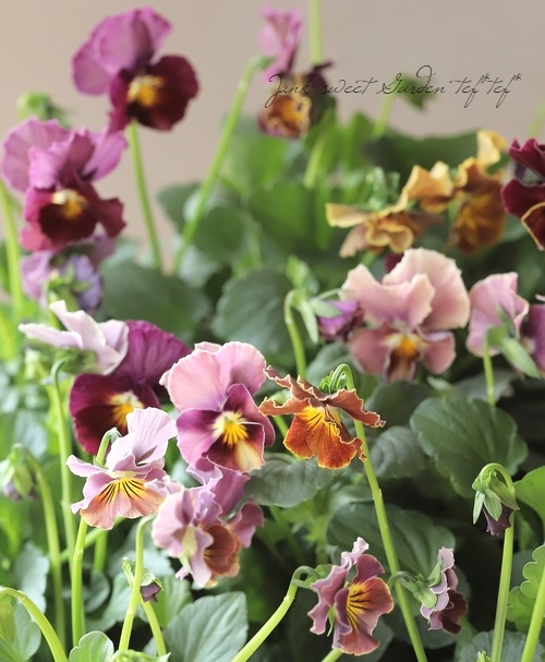 ○マツバラフラワーファームさんビオラ・ルーシュ『オールドミックス