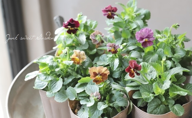 ○マツバラフラワーファームさんビオラ・ルーシュ『オールドミックス