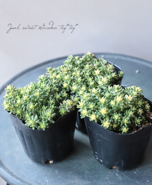 1ポット485円 セダム ベッラデインヴェルノ 9cmポット 楽天市場】セダム アルブム ベッラ デ インヴェルノ ポット苗