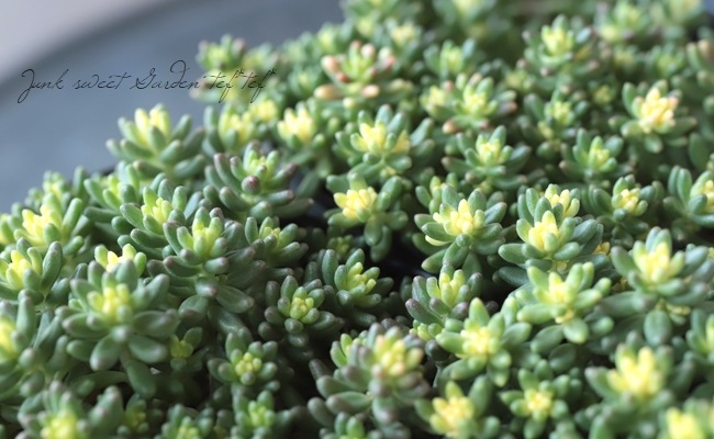 多肉植物 セダム アルブム ベッラ デインヴェルノ 現在緑葉 すべての商品 Junk Sweet Garden Tef Tef