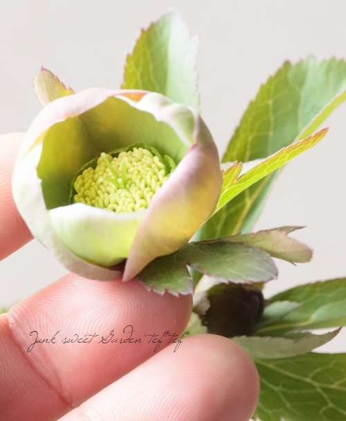 大和園】 クリスマスローズ 『小輪アンティークグリーンカップ咲き