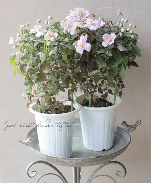 Ƽ�ե�󥿥ʷϥ���ޥ������إᥤ�꡼���