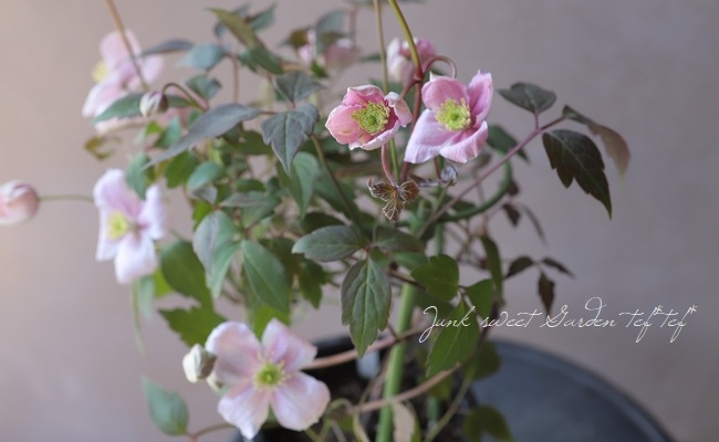 Ƽ�ե�󥿥ʷϥ���ޥ������إᥤ�꡼���