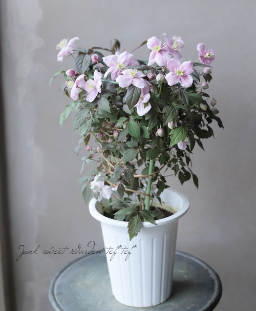 Ƽ�ե�󥿥ʷϥ���ޥ������إᥤ�꡼���