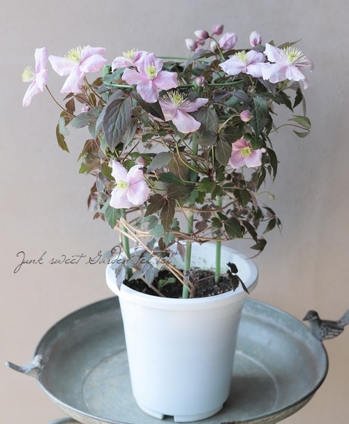 Ƽ�ե�󥿥ʷϥ���ޥ������إᥤ�꡼���