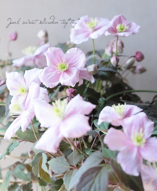 Ƽ�ե�󥿥ʷϥ���ޥ������إᥤ�꡼���