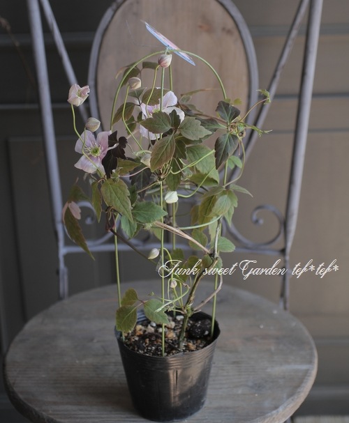 Ƽ�ե�󥿥ʷϥ���ޥ������إᥤ�꡼���