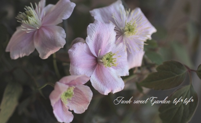 Ƽ�ե�󥿥ʷϥ���ޥ������إᥤ�꡼���