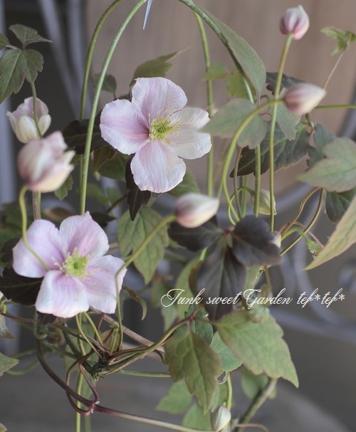 Ƽ�ե�󥿥ʷϥ���ޥ������إᥤ�꡼���