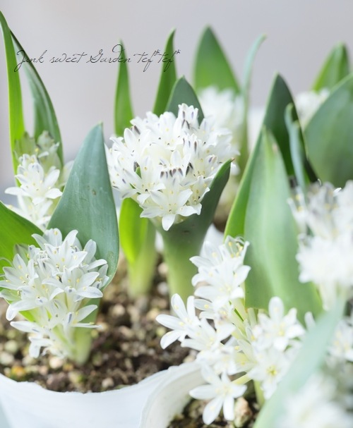 ���ڵ庬��ʪ�� �ݥꥭ���ʡ��إޥ����ˡ��� �ۥ磻��