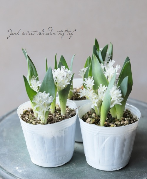 ���ڵ庬��ʪ�� �ݥꥭ���ʡ��إޥ����ˡ��� �ۥ磻��