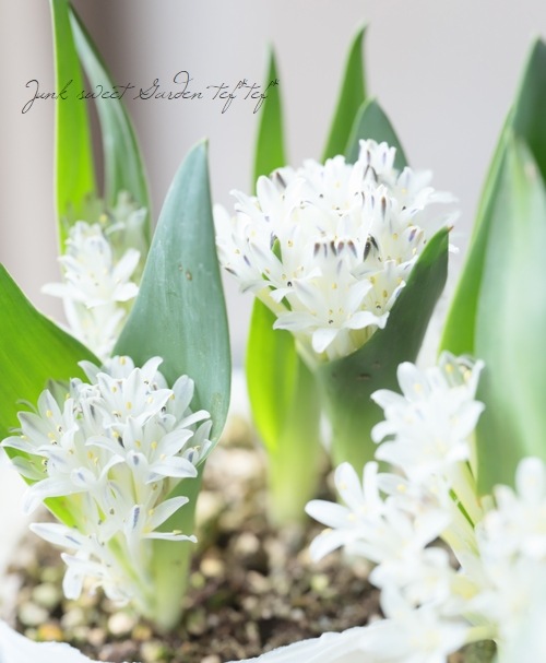 ���ڵ庬��ʪ�� �ݥꥭ���ʡ��إޥ����ˡ��� �ۥ磻��