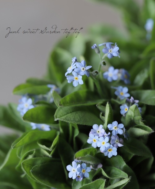 ワスレナグサ ・モナミ 『ブルー』 | すべての商品 | | Junk sweet